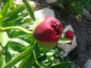 10256370_661039383934022_8239767488432303650_n