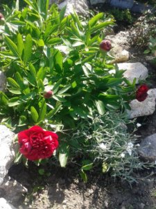 10269642_661039843933976_3076431345398181581_n